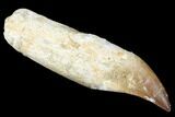 Fossil Rooted Mosasaur (Prognathodon) Tooth - Morocco #174347-1